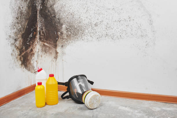 Best Insurance-Related Mold Remediation in Ephrata, WA