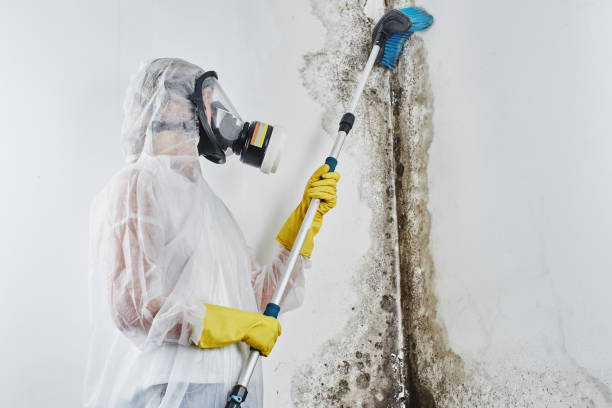 Best Kitchen Mold Remediation in Ephrata, WA