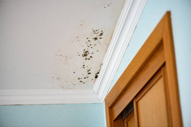 Professional Mold Remediation in Ephrata, WA