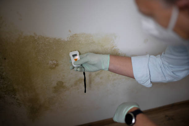 Trusted Ephrata, WA Mold Remediation Experts