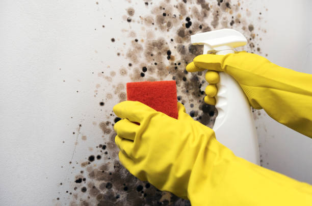 Best Localized Mold Remediation (e.g., coastal areas, humid climates) in Ephrata, WA