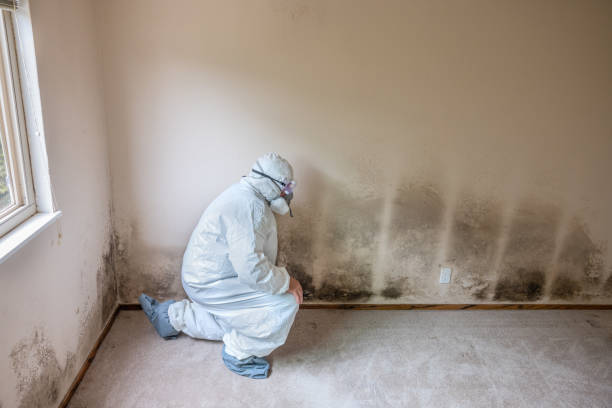 Best HVAC Mold Remediation in Ephrata, WA