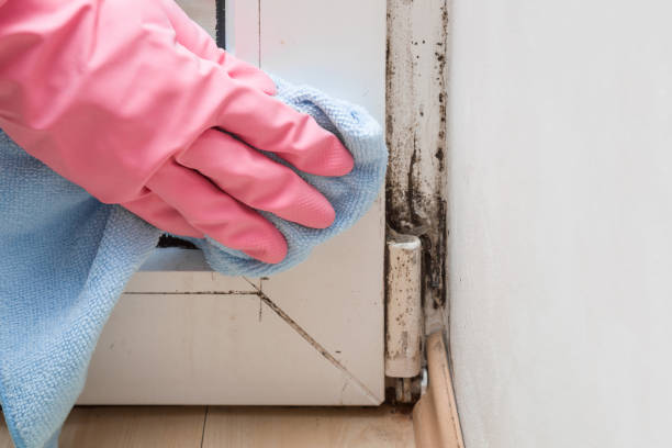 Best Residential Mold Remediation in Ephrata, WA